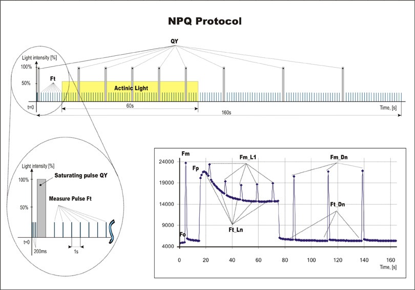 NPQ Protocol