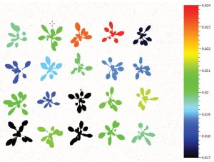 Chl Fluor False Colour Averages Arabidopsis