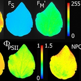 Chlorophyll Fluorescence Imaging2