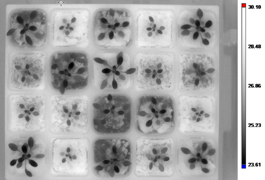 Thermal Arabidopsis Grey Scale Image
