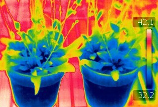 thermal imaging of arabidopsis pots