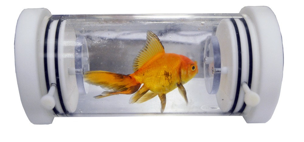 fish chamber