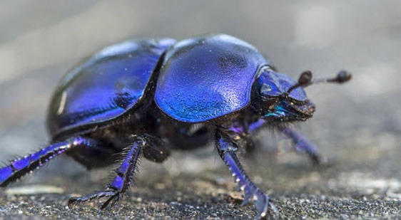 dung beetle feature