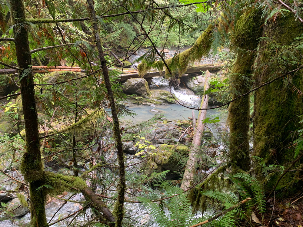stream and forest
