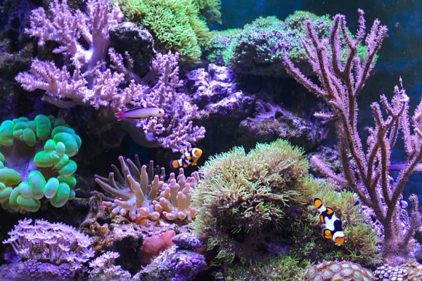 Celebrating Coral Reef Research on World Water Day - Qubit Systems