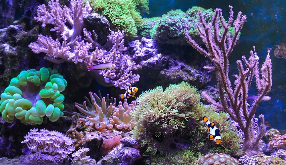 Coral reef
