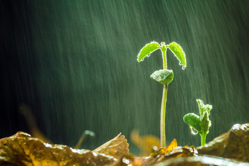 Soybean plant in the rain
