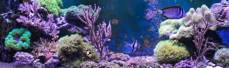 Coral Reef Coral Reef