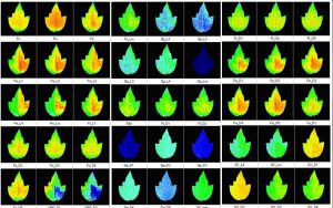 Fluorescence Images